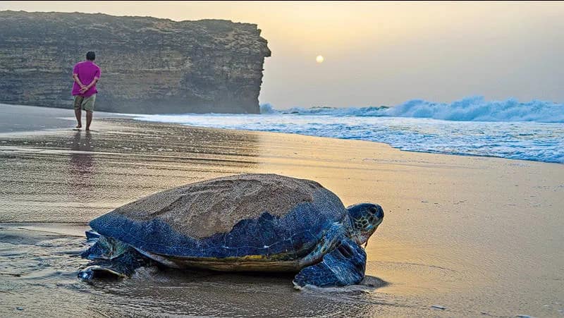 Ras Al Jinz Turtle Reserve nature & wildlife in Sohar, Oman