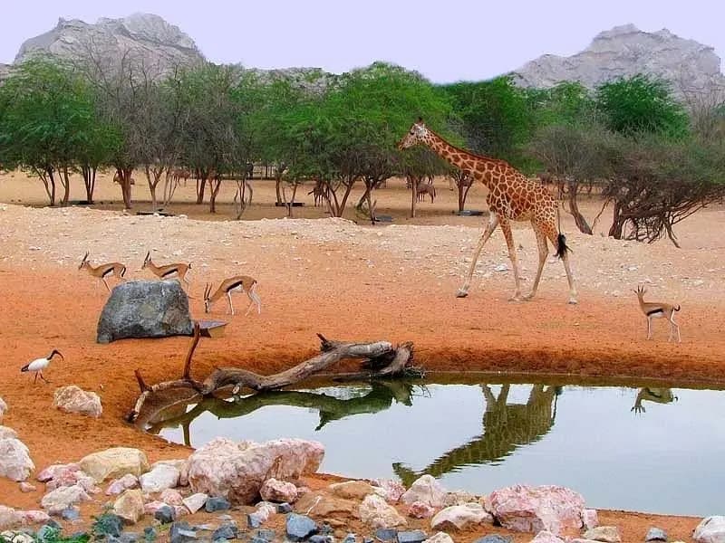 Al Ain Zoo zoo in Al Ain, United Arab Emirates